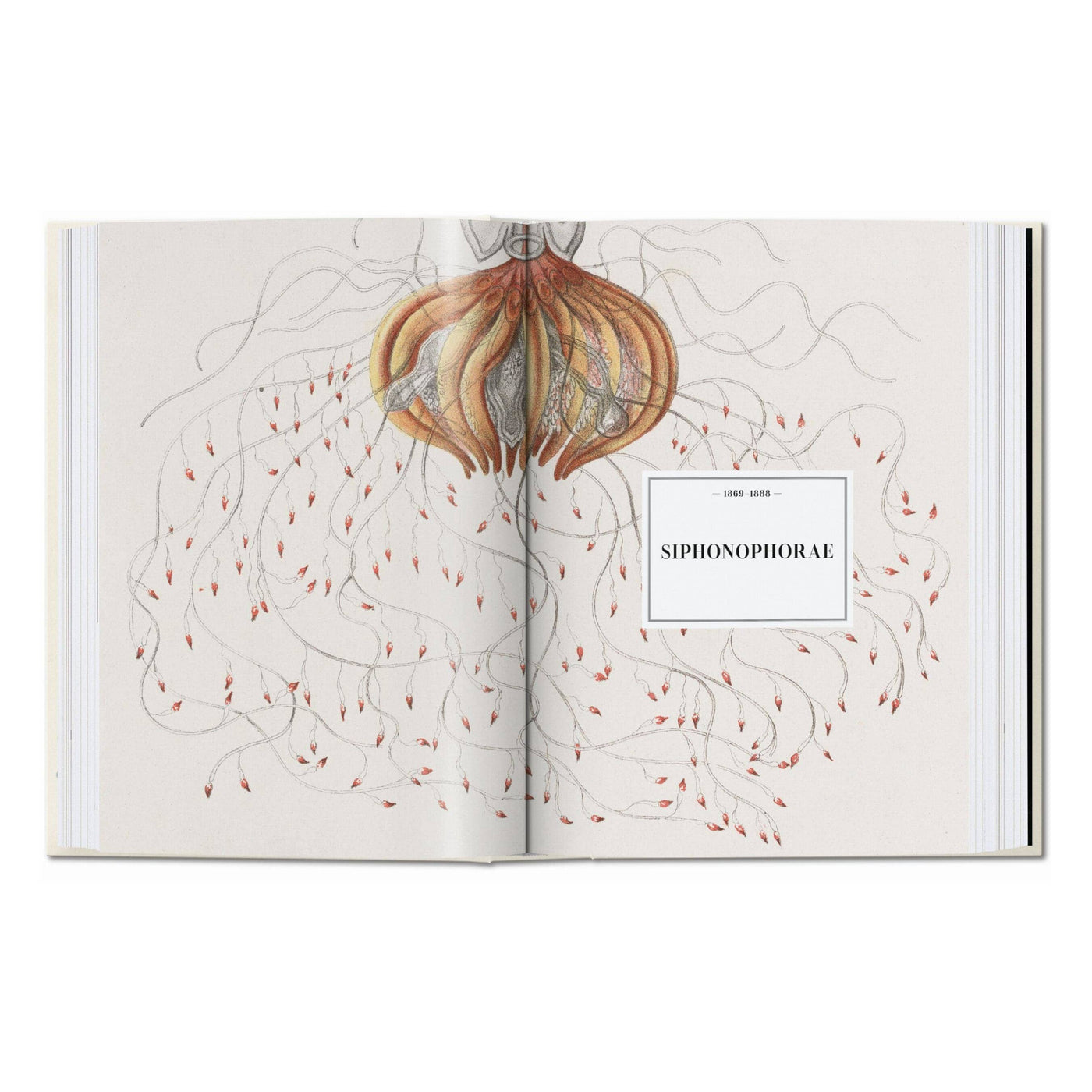 El arte y la ciencia de Ernst Haeckel. 45ª ed. (inglés)