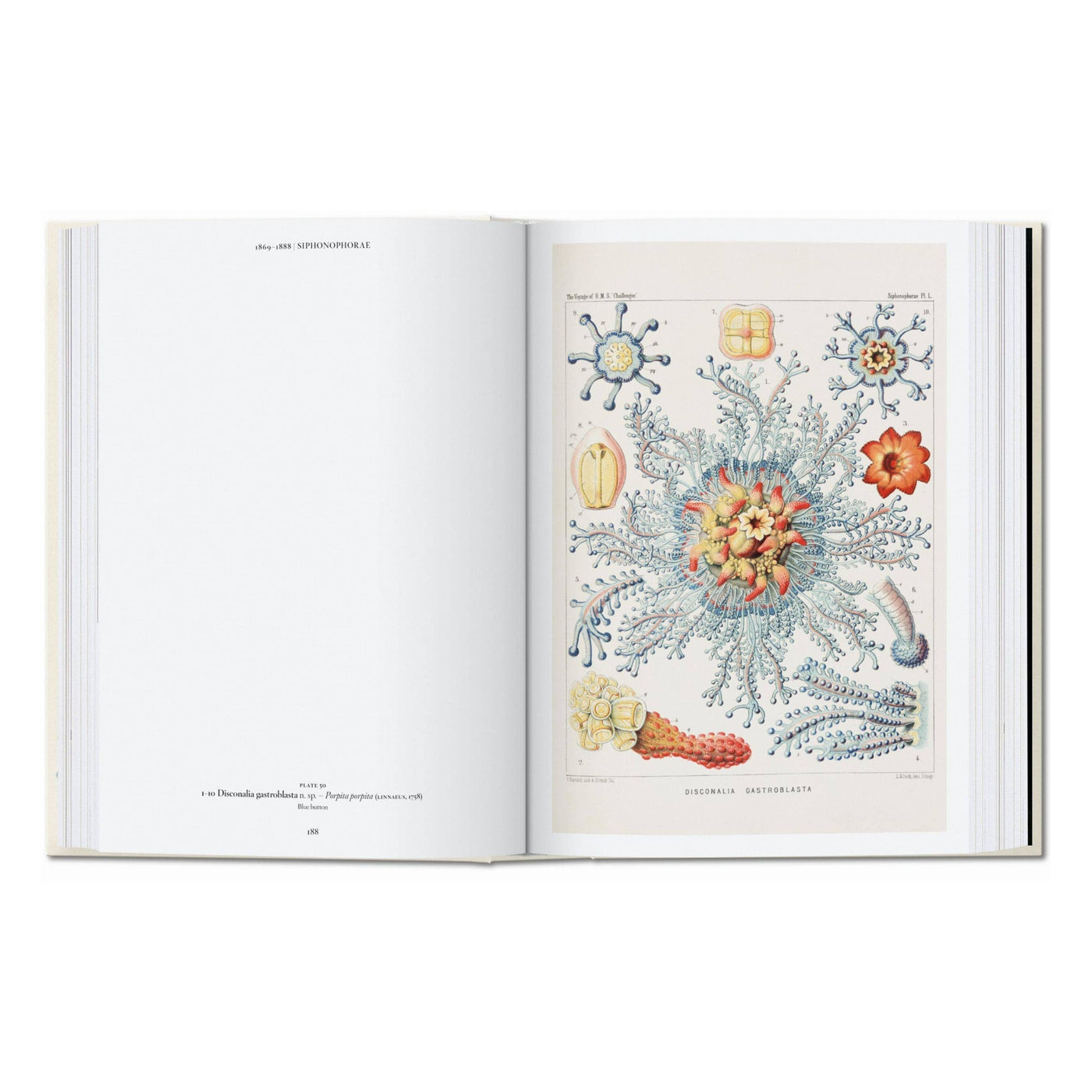 El arte y la ciencia de Ernst Haeckel. 45ª ed. (inglés)