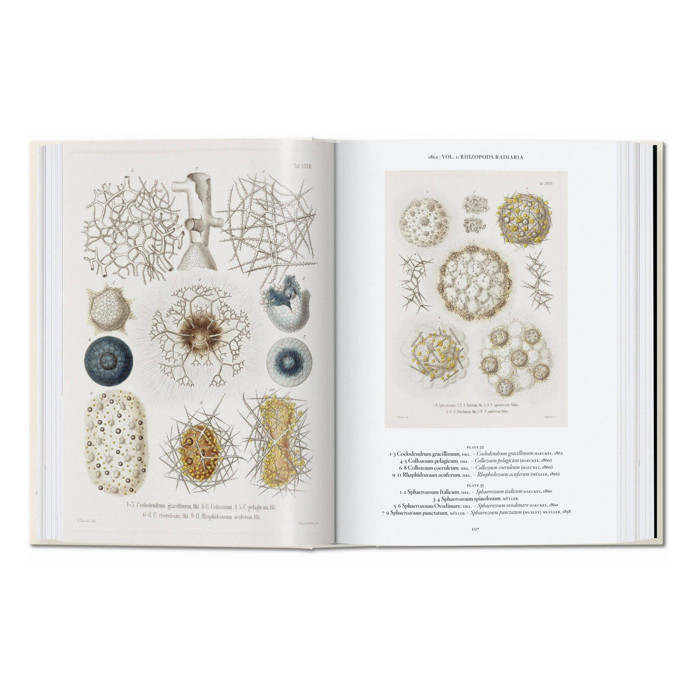 El arte y la ciencia de Ernst Haeckel. 45ª ed. (inglés)