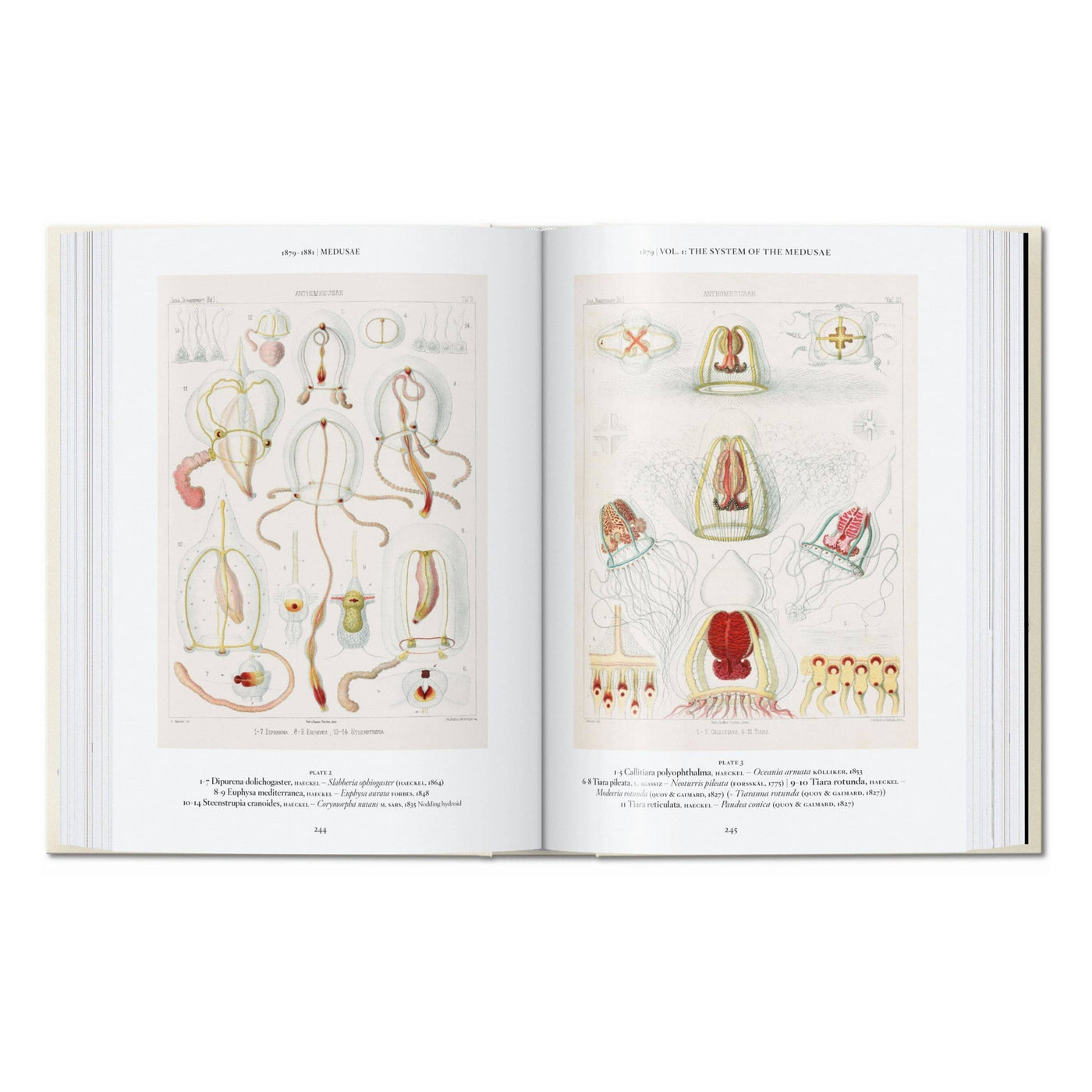 El arte y la ciencia de Ernst Haeckel. 45ª ed. (inglés)