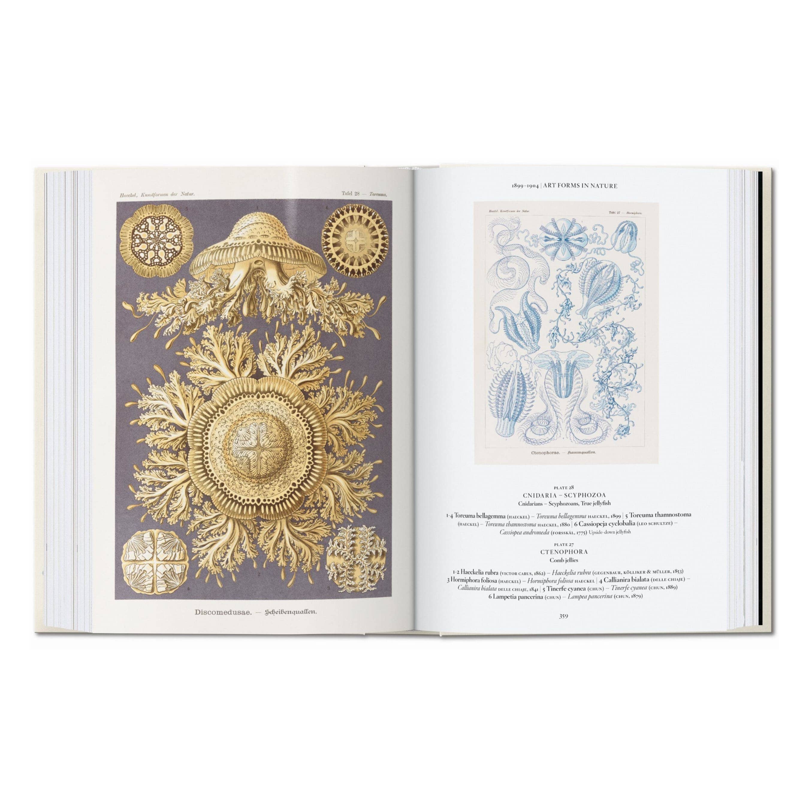 El arte y la ciencia de Ernst Haeckel. 45ª ed. (inglés) en Tilda Deco - imagen 7