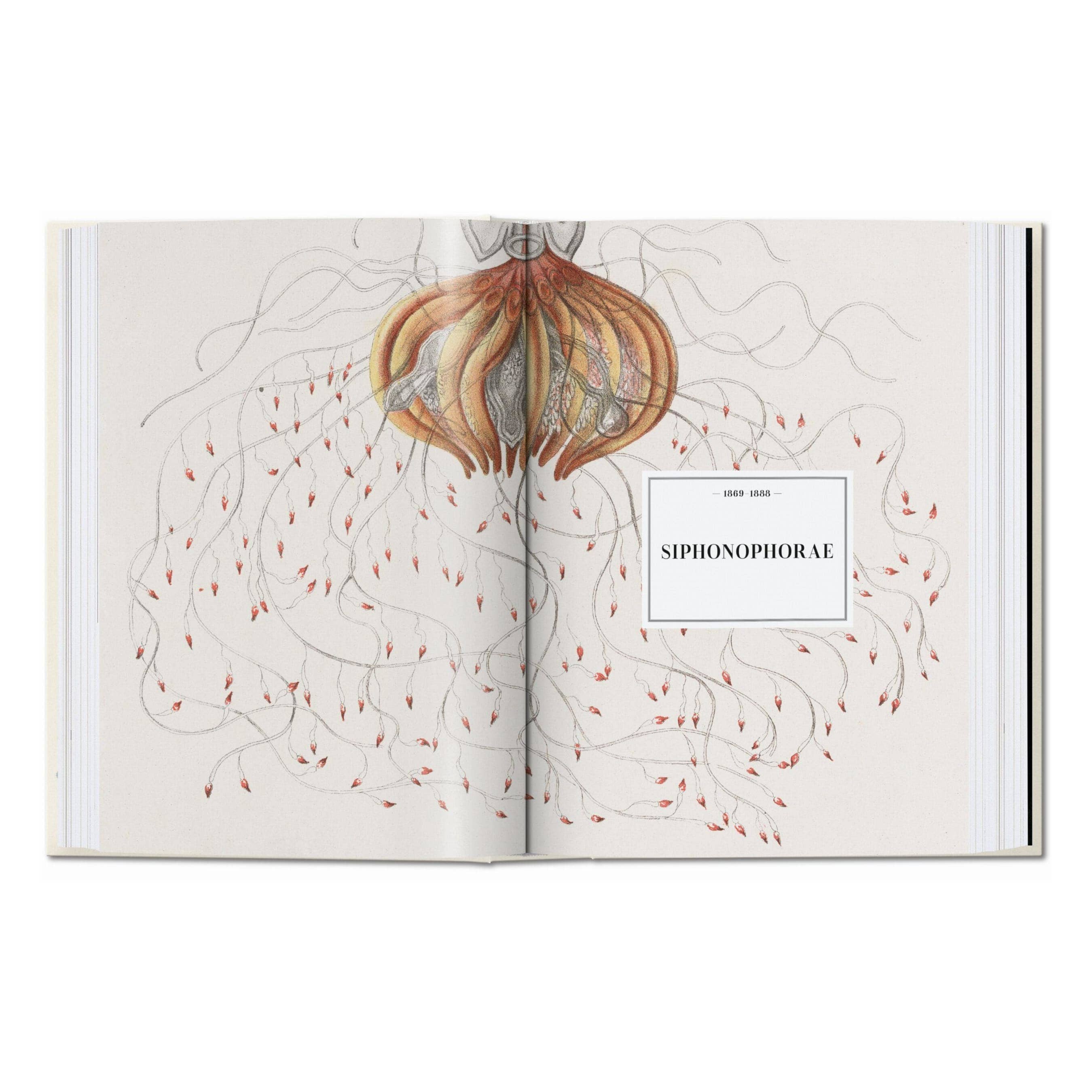 El arte y la ciencia de Ernst Haeckel. 45ª ed. (inglés) en Tilda Deco - imagen 3