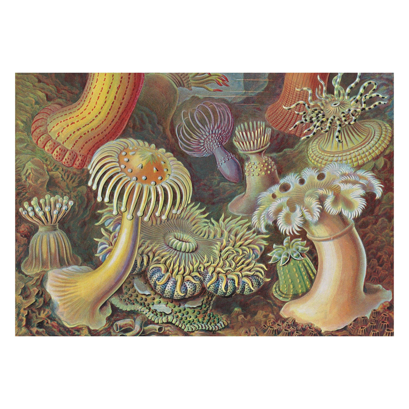 El arte y la ciencia de Ernst Haeckel. 45ª ed. (inglés)