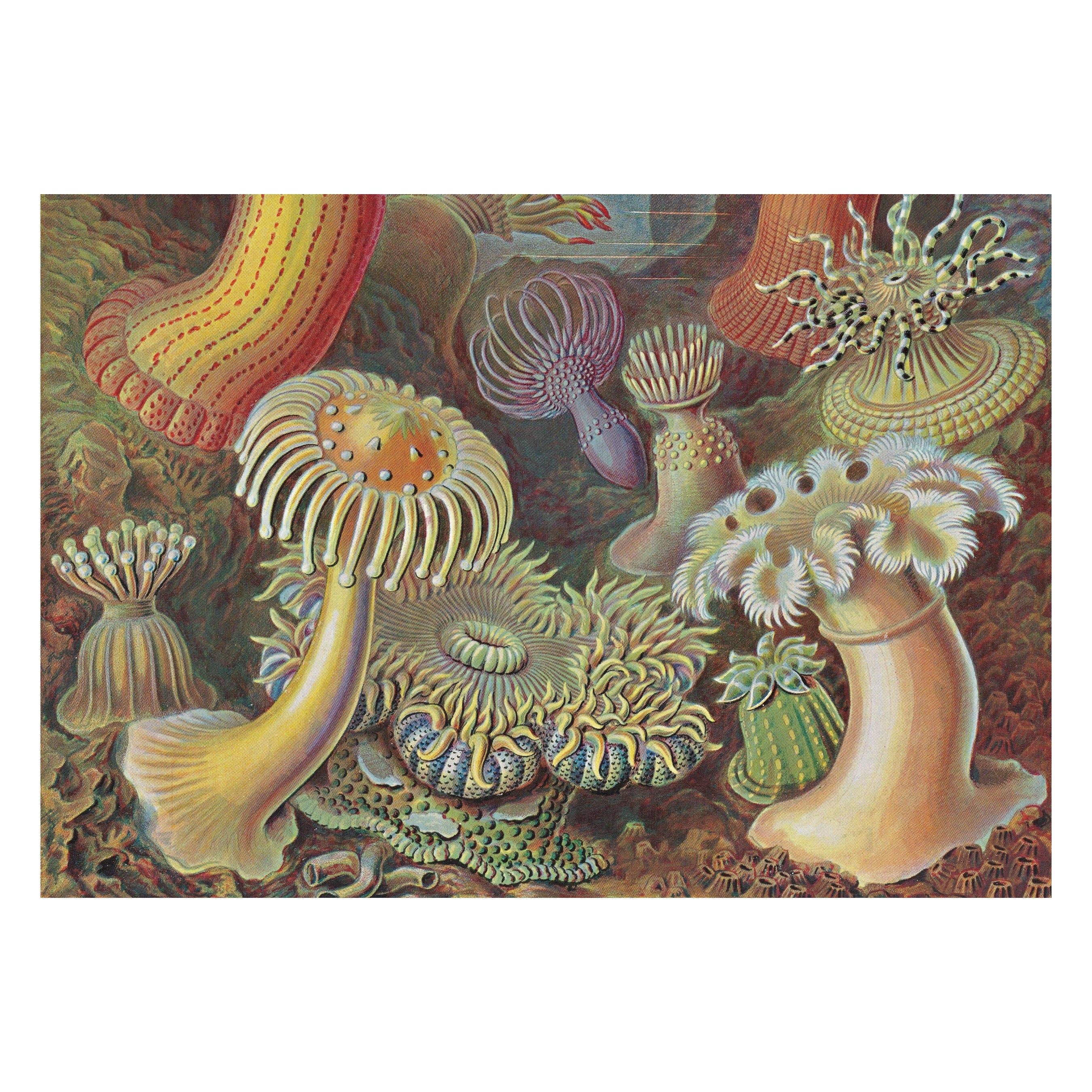 El arte y la ciencia de Ernst Haeckel. 45ª ed. (inglés) en Tilda Deco - imagen 8